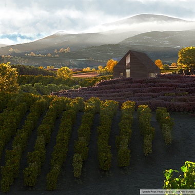 Viñas en La Rioja