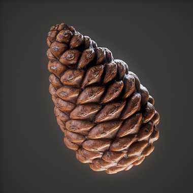 Pinecone